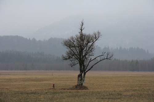 Ammergauer | Murnauer Moos | Bad Kohlgrub