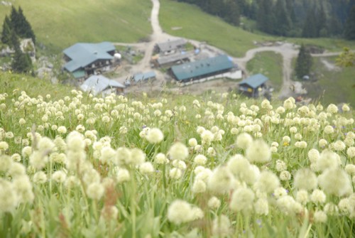 Brauneck | Brauneckhaus | Stiealm | Latschenköpfe