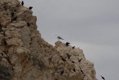 Petra Tou Romiou, Zypern