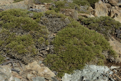 Mördermoos, Zypern, Mount Olympos