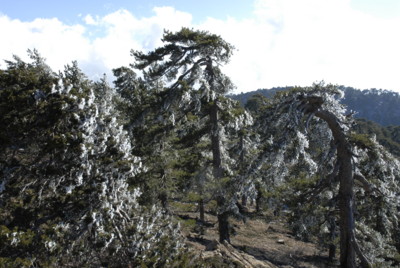 Vereiste Pinien, Mount Olympos, Zypern