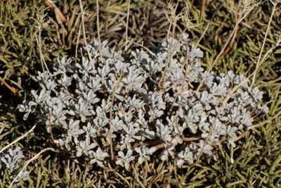 Flora, Mount Olympos, Zypern