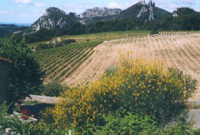 Die Kalkriffe der Dentelles de Montmirail nördlich von Carpentras