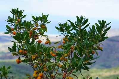 Erdbeerbaum, Parco delle Madonie