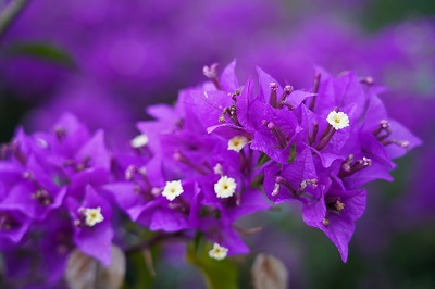 Bougainvillea, Parco delle Madonie