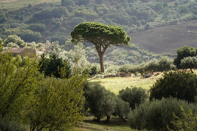 Schirmpinie, Parco delle Madonie