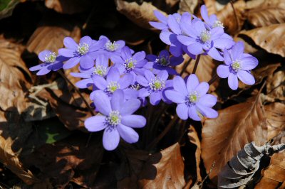 Alpenblumen (Leberblümchen) im Zahmen Kaiser