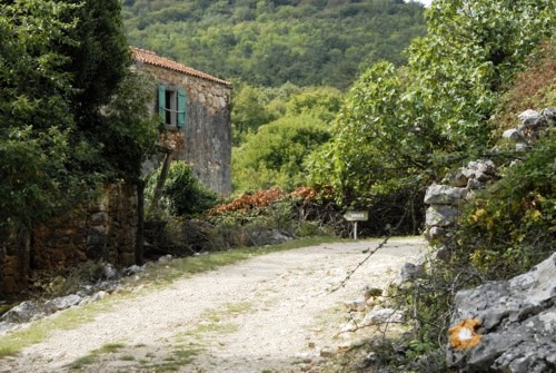 Orchid Trail bei Porozina auf der Insel Cres in Kroatien