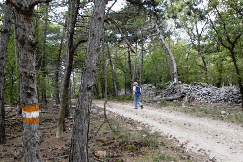 Orchid Trail bei Porozina auf der Insel Cres in Kroatien