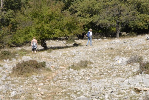 Orchid Trail bei Porozina auf der Insel Cres in Kroatien