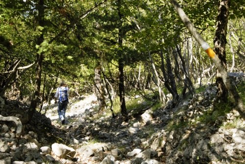 Orchid Trail bei Porozina auf der Insel Cres in Kroatien