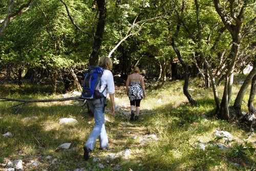 Orchid Trail bei Porozina auf der Insel Cres in Kroatien