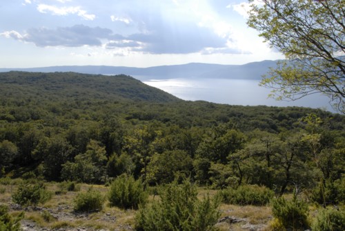 Orchid Trail bei Porozina auf der Insel Cres in Kroatien