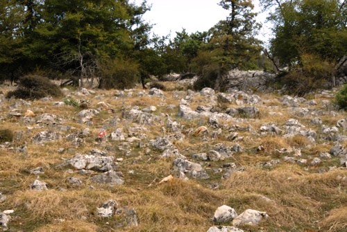 Orchid Trail bei Porozina auf der Insel Cres in Kroatien