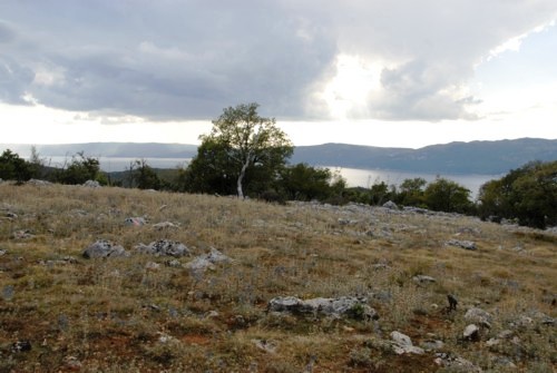 Orchid Trail bei Porozina auf der Insel Cres in Kroatien