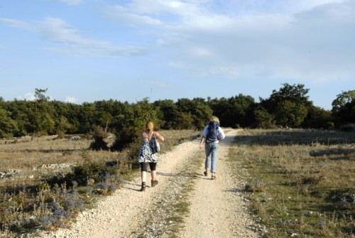 Orchid Trail bei Porozina auf der Insel Cres in Kroatien