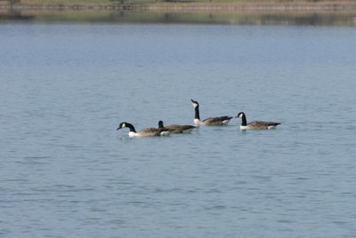 Mnchner Wandergebiete | Osterseen | Rundwanderung