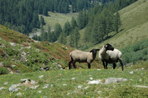 Das Oberinntal, vom Hohenzollernhaus zum Seekarkopf