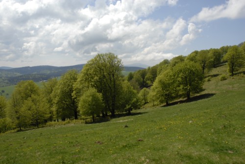 Wanderung | Schwarzwald | Schauinsland | Kirchzarten | Dietenbach