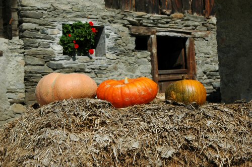 Kürbis vor einem Schweizer Bauernhaus