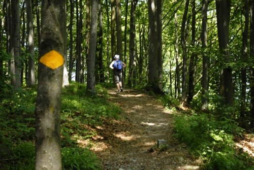 Wanderung auf das Albishorn und Rückweg über den Sihlwald