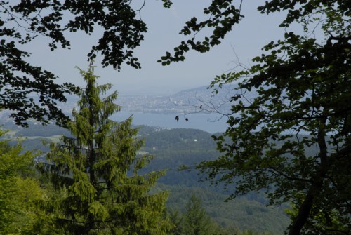 Wanderung auf das Albishorn und Rückweg über den Sihlwald