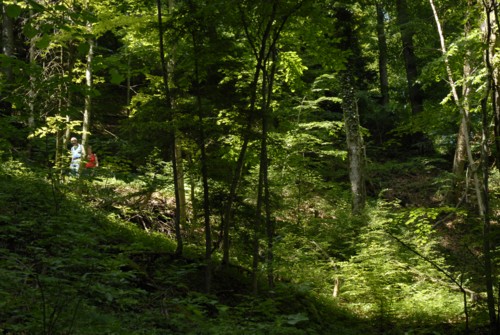 Wanderung auf das Albishorn und Rückweg über den Sihlwald