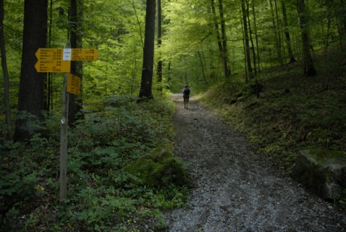 Wanderung auf das Albishorn und Rückweg über den Sihlwald