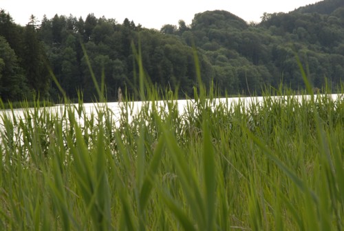 Rundwanderung um den Türlersee; Wanderung auf der Albiskette im Knonauer Amt