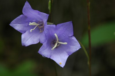 Die Blumenvielfalt auf dem Weg zur Starkenburger Hütte ist großartig!