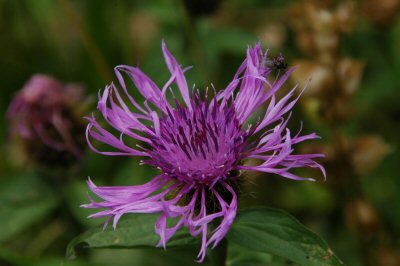 Die Blumenvielfalt ist - wie gesagt - grandios! Hier die Teufelskralle.