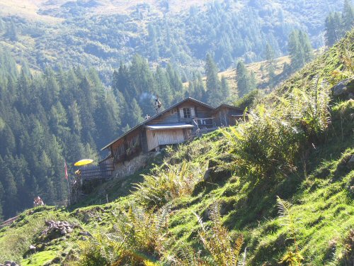 Alpenrose, Zillertal, im Aufstieg zur Edelhütte von Mayrhofen aus