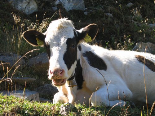 Kühe im Zillertal